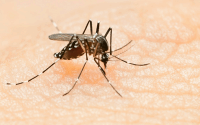 Dengue warning for travellers to Pacific Islands